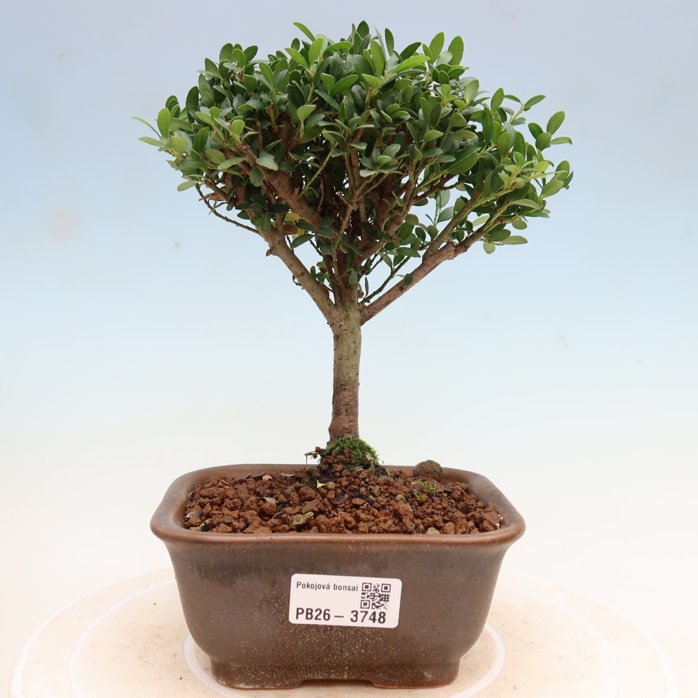 Szobai bonsai - Ilex crenata - Holly