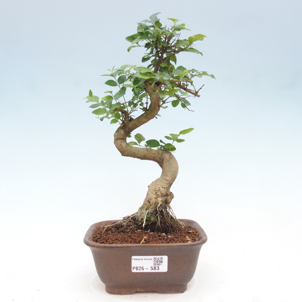 Szobai bonsai -Ligustrum chinensis - Madárcsőr