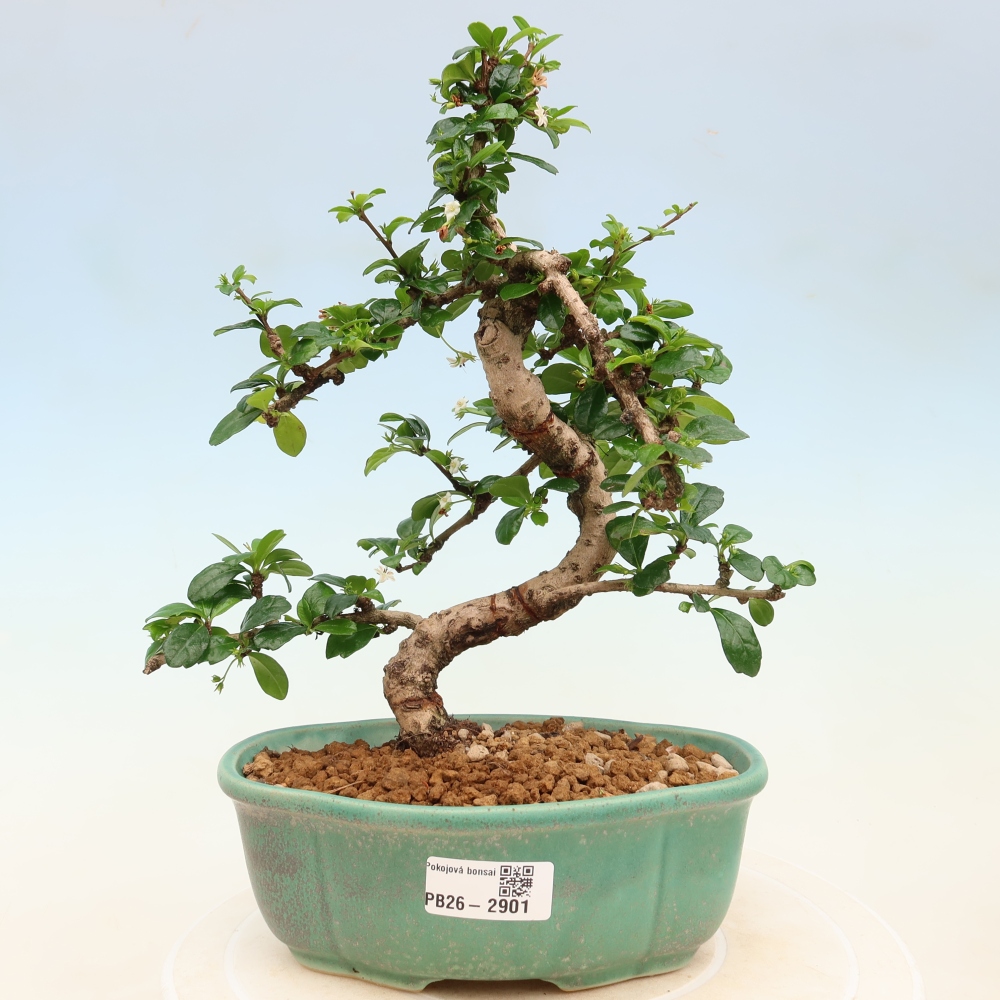 Szobai bonsai - Carmona macrophylla - Tea fuki