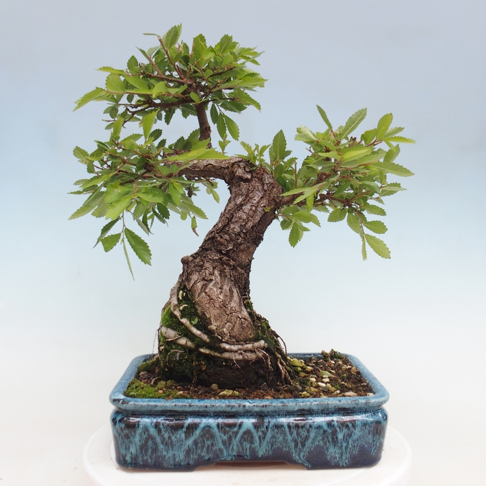 Kültéri bonsai - Zelkova - Zelkova NIRE