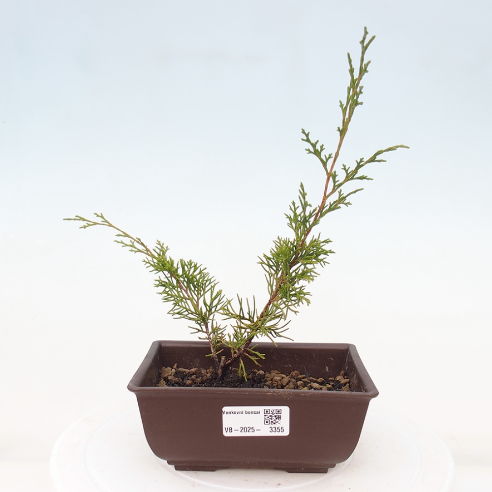 Kültéri bonsai - Juniperus chinensis Itoigawa