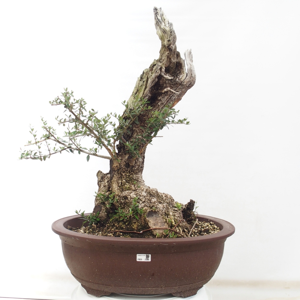 Beltéri bonsai - Olea europaea sylvestris