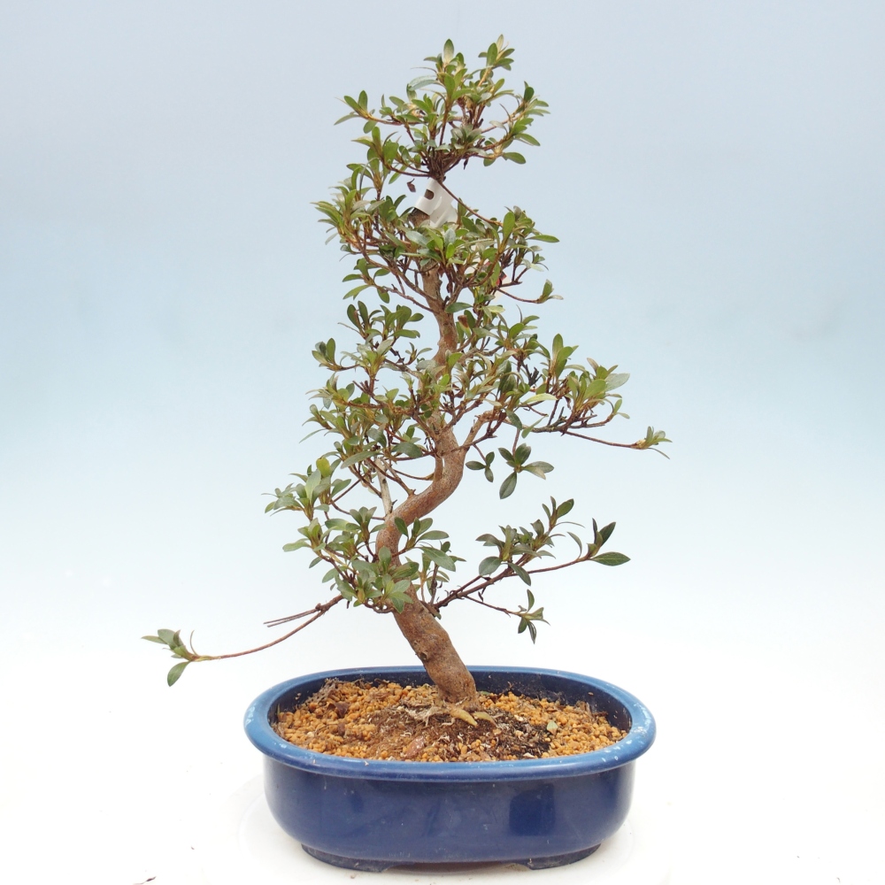 Kültéri bonsai - Japán azálea - Azalea Beniko