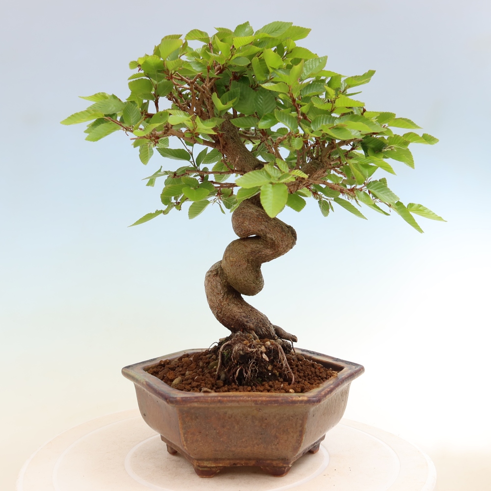 Kültéri bonsai -Carpinus Coreana - Koreai gyertyánfa