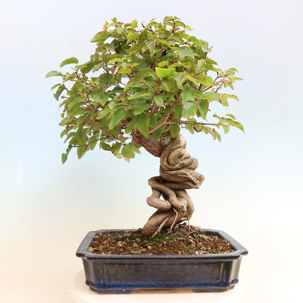 Kültéri bonsai -Carpinus CARPINOIDES - Koreai gyertyánfa