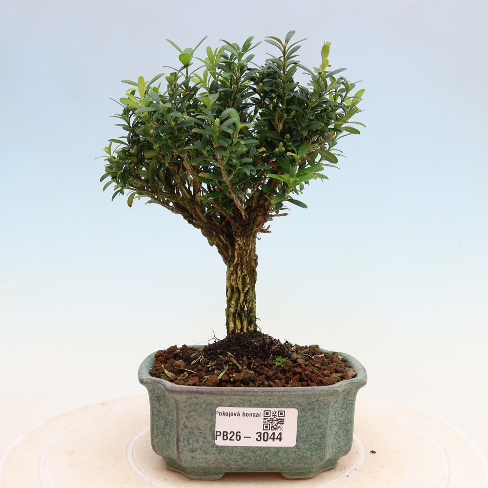 Szobai bonsai - Buxus harlandii - parafa buxus