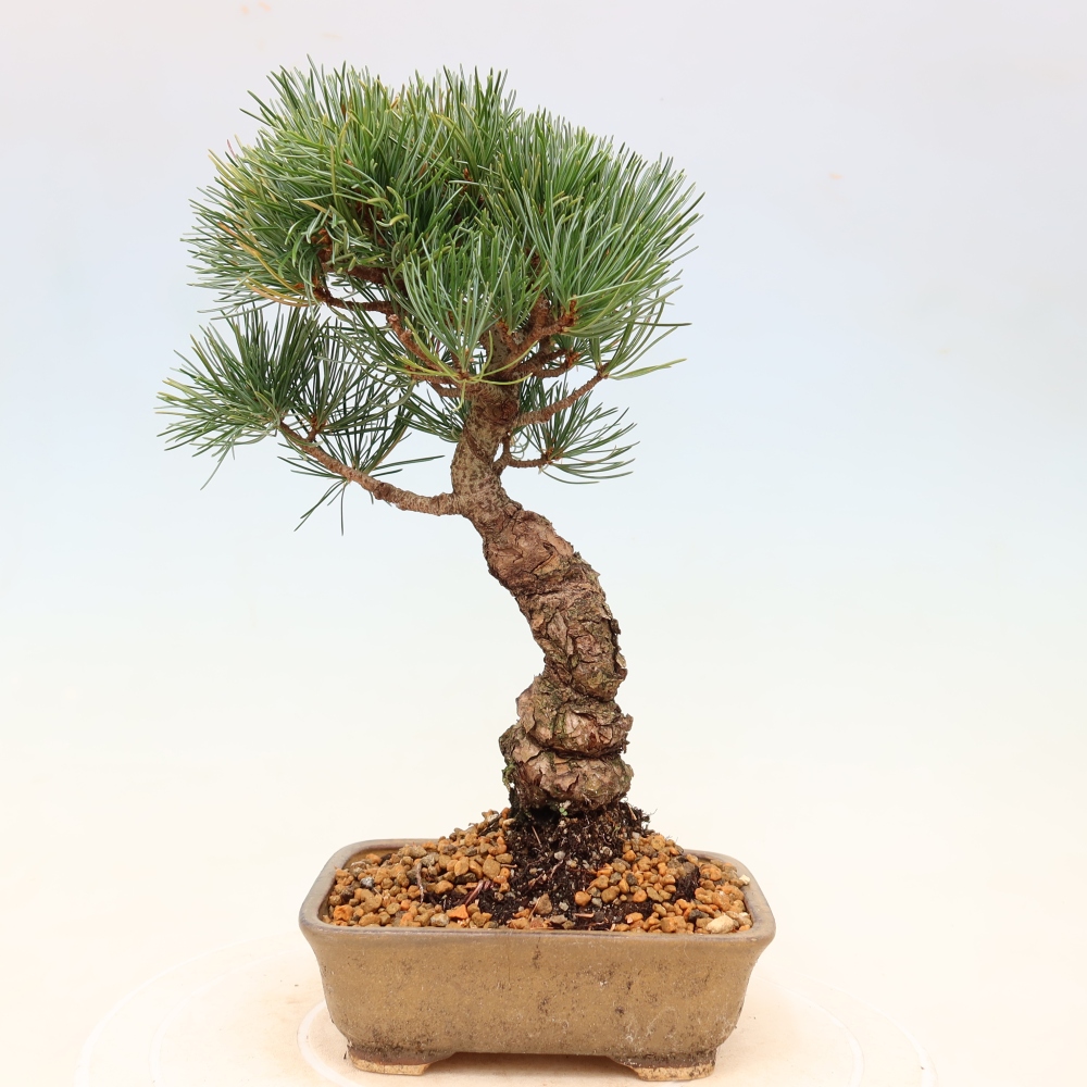 Kültéri bonsai - Pinus parviflora - Pinus parviflora