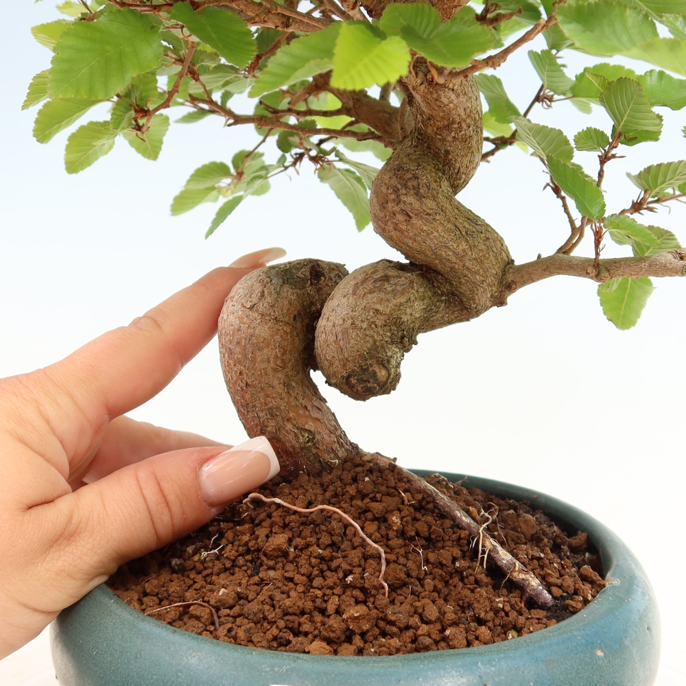 Kültéri bonsai -Carpinus Coreana - Koreai gyertyánfa