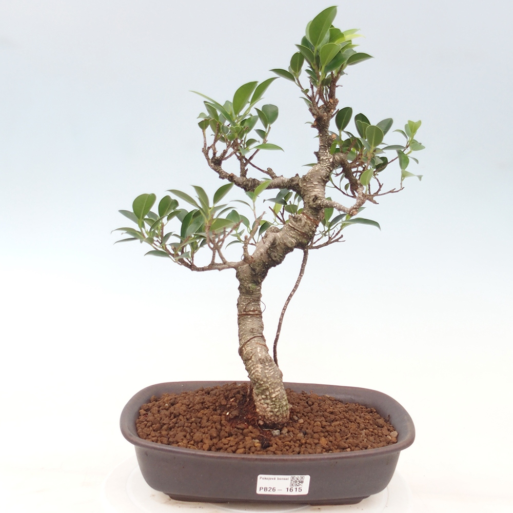 Szobai bonsai - Ficus kimmen - kislevelű fikusz