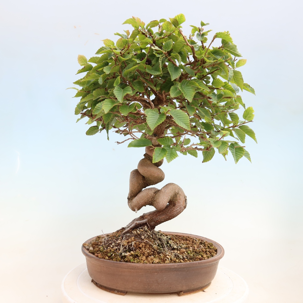 Kültéri bonsai -Carpinus CARPINOIDES - Koreai gyertyánfa
