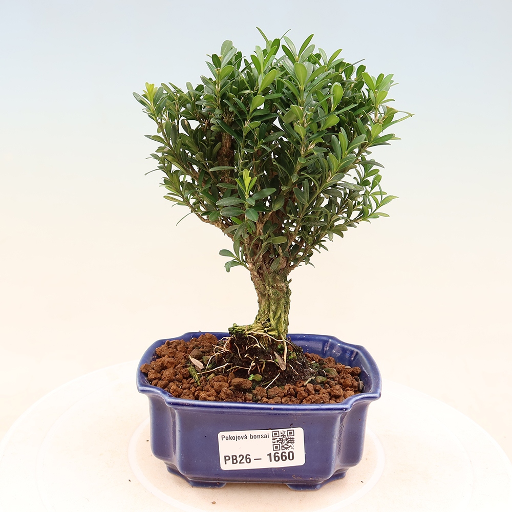 Szobai bonsai - Buxus harlandii - parafa buxus