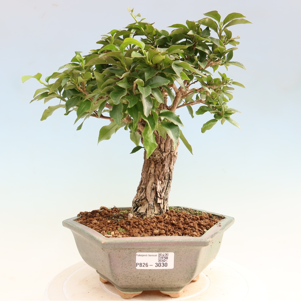 Szoba bonsai - Bouganwilea