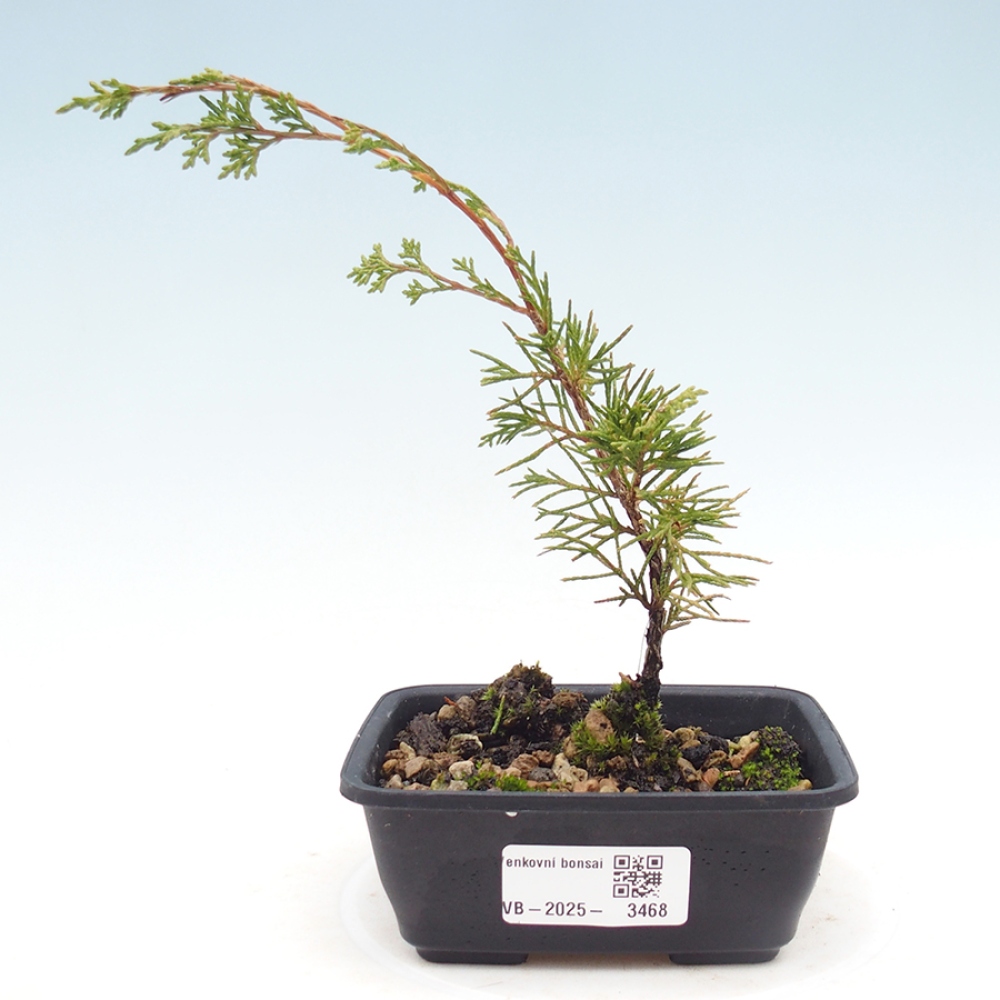 Kültéri bonsai - Juniperus chinensis Itoigawa