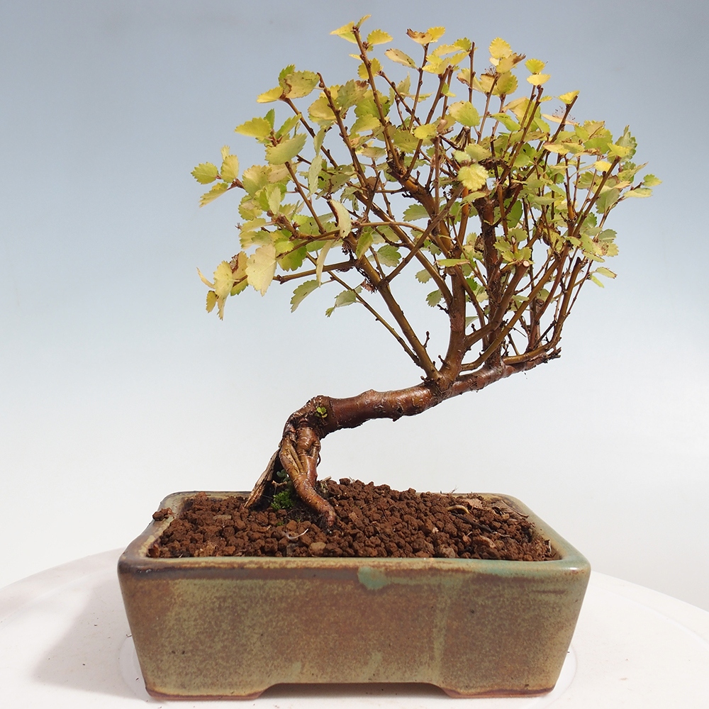 Kültéri bonsai - Törpe nyírfa - Betula NANA Treasure