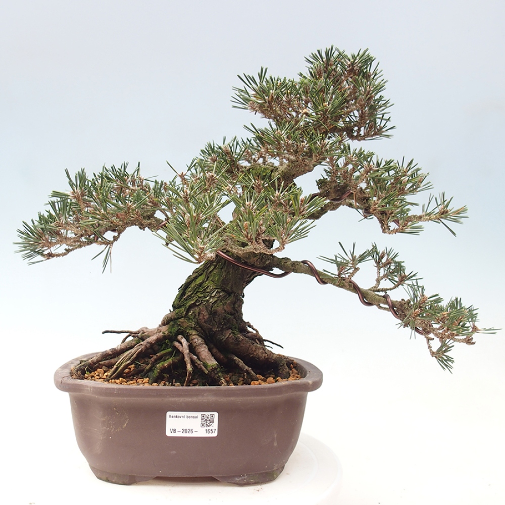 Kültéri bonsai - Pinus thunbergii Kotobuki - Thunberg fenyő
