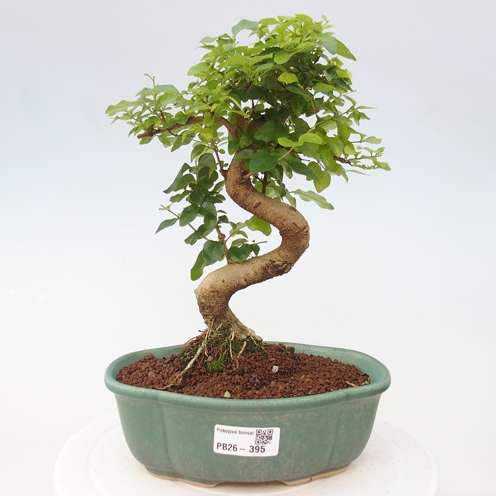 Szobai bonsai -Ligustrum chinensis - Madárcsőr