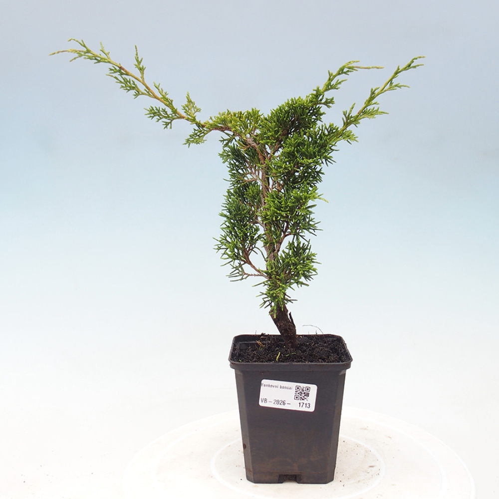 Kültéri bonsai - Juniperus chinensis Itoigawa