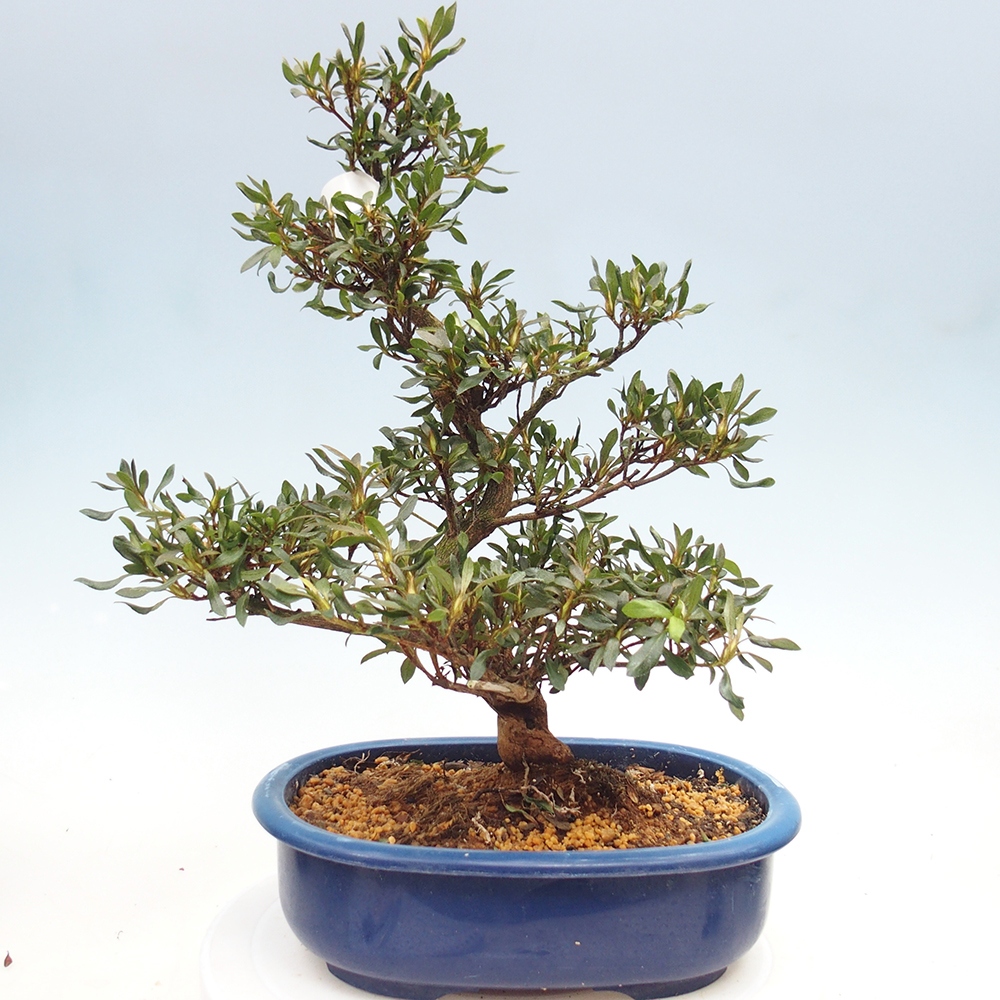 Kültéri bonsai - japán azálea - Azálea CHIHIRO