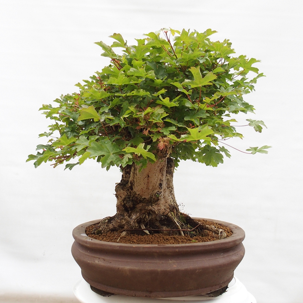 Kültéri bonsai - Acer Campestre - Maple babyka