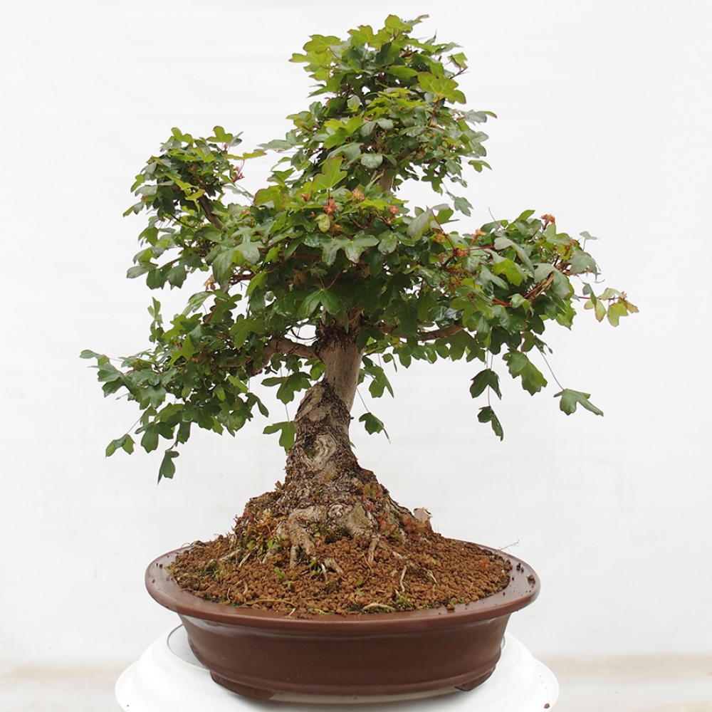 Kültéri bonsai - Francia juhar - Acer Nonspessulanum