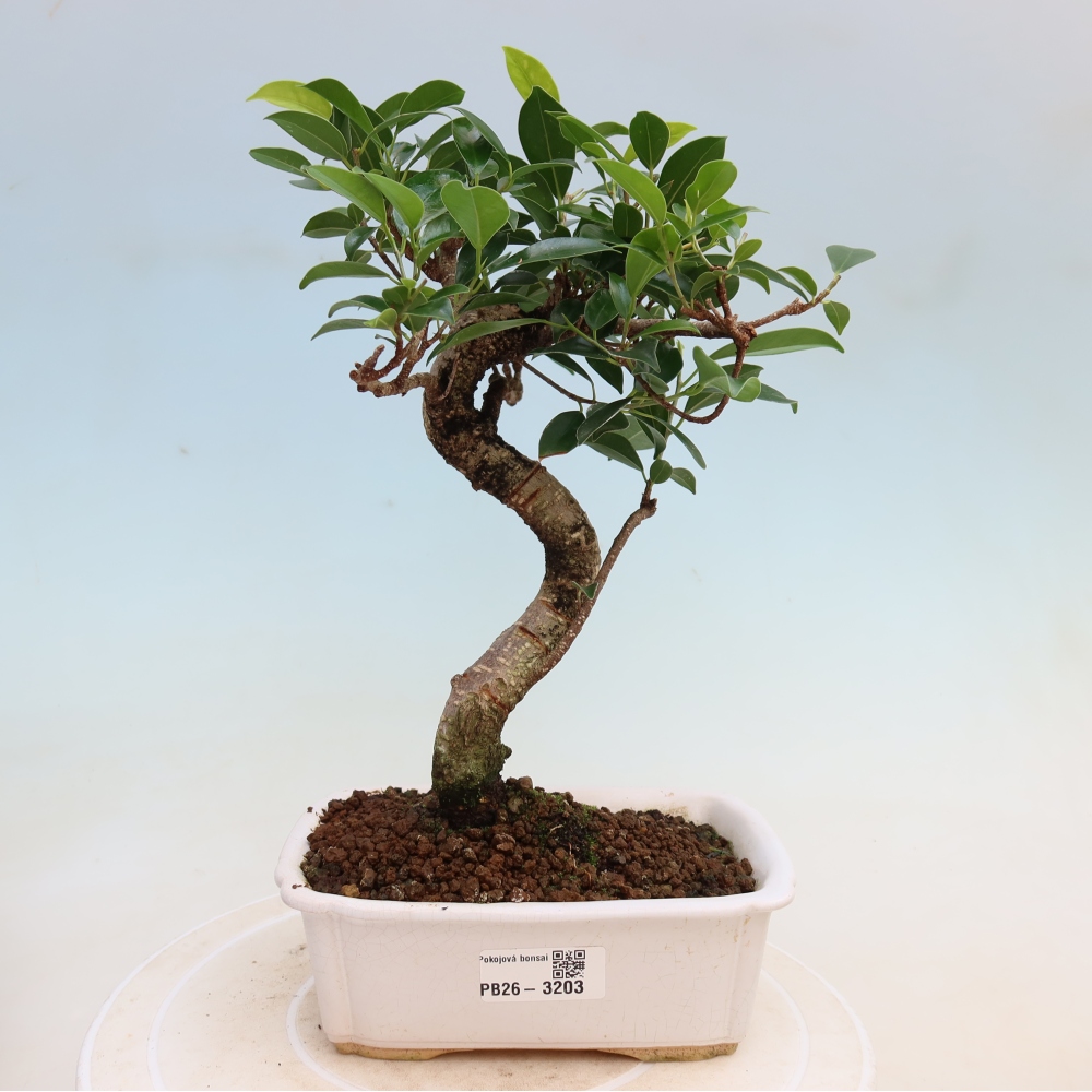 Szobai bonsai - Ficus kimmen - kislevelű fikusz