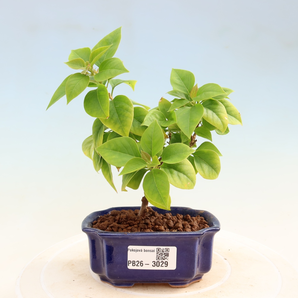 Szoba bonsai - Bouganwilea