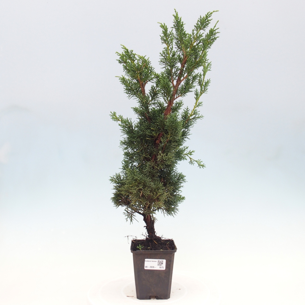 Kültéri bonsai - Juniperus chinensis Kishu