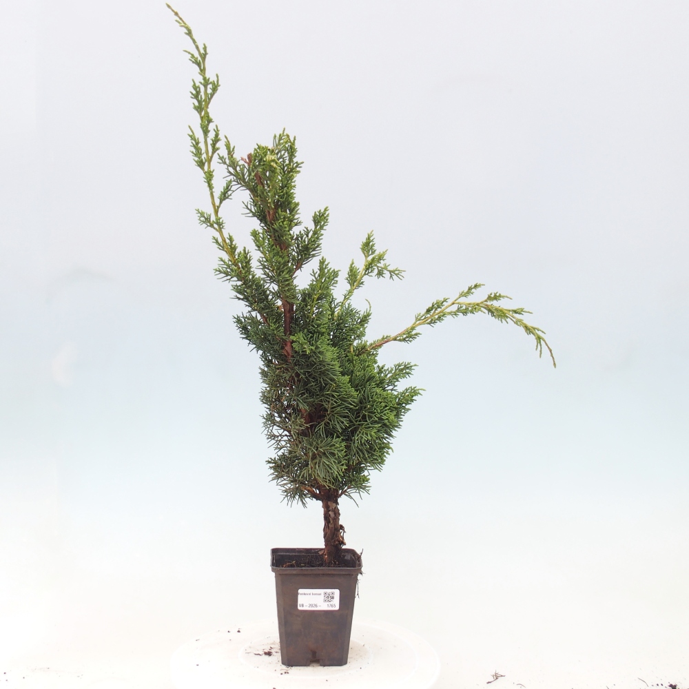 Kültéri bonsai - Juniperus chinensis Kishu