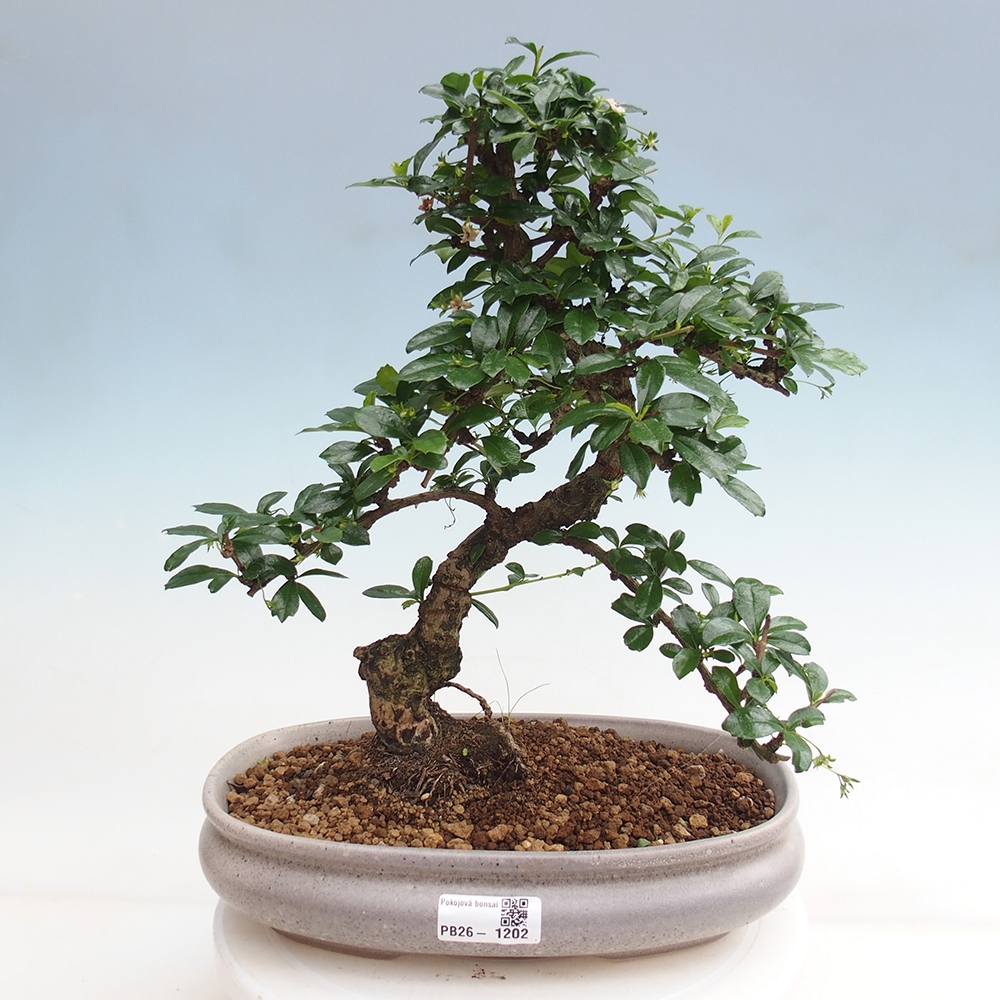 Szobai bonsai - Carmona macrophylla - Tea fuki