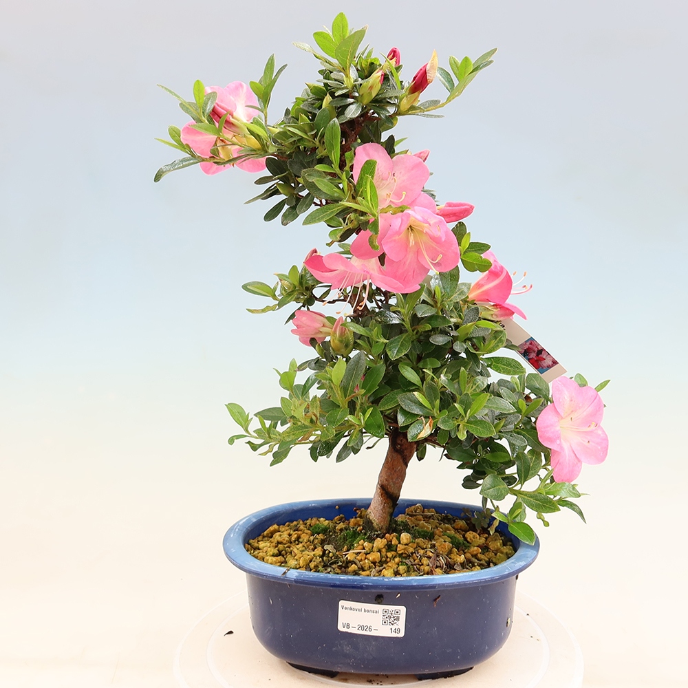 Kültéri bonsai - Japán azálea - Azalea Santoka