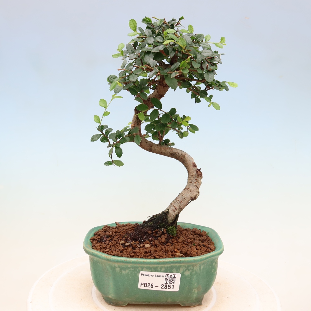 Szobai bonsai - Ulmus parvifolia - Kislevelű szilfa