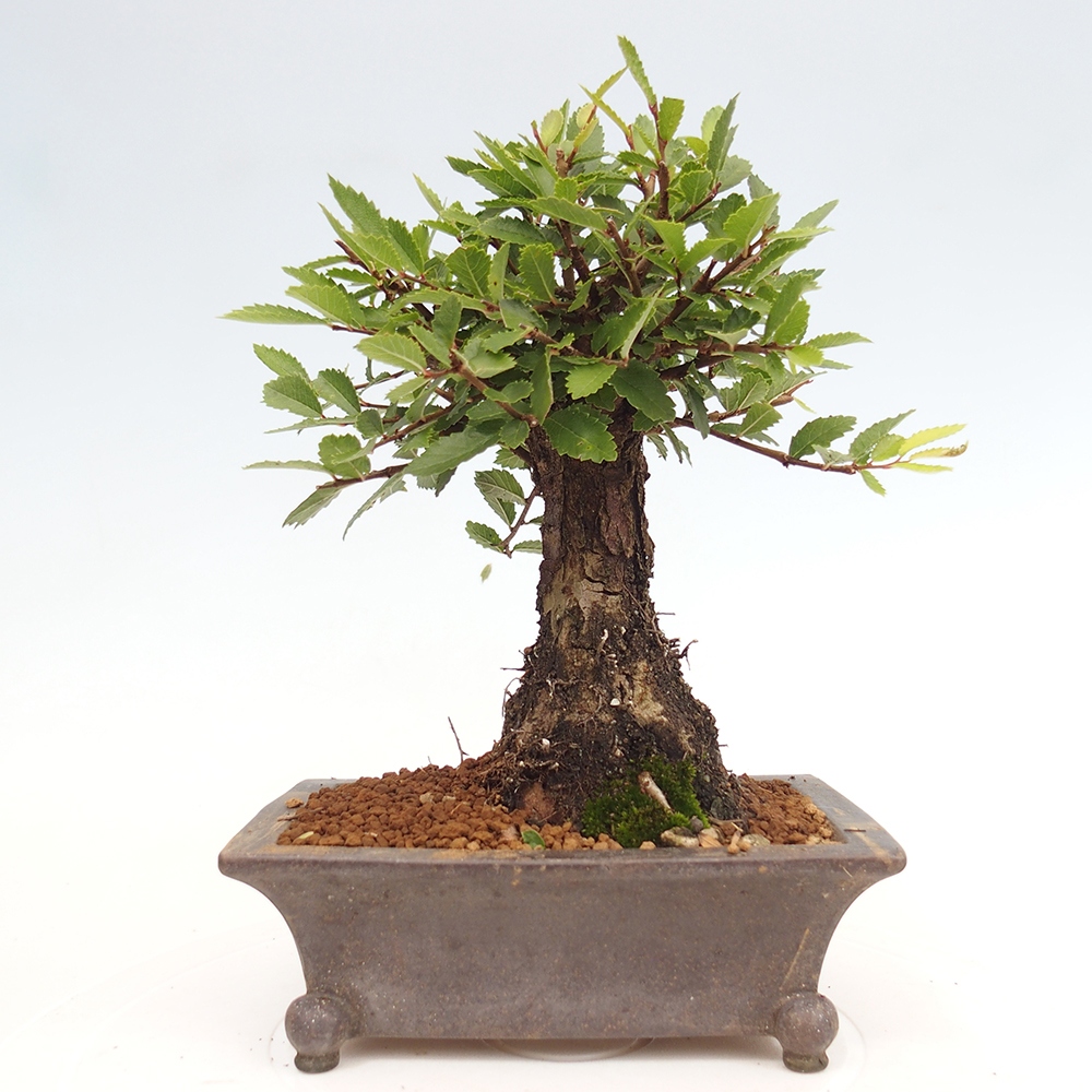 Kültéri bonsai - Zelkova - Zelkova NIRE