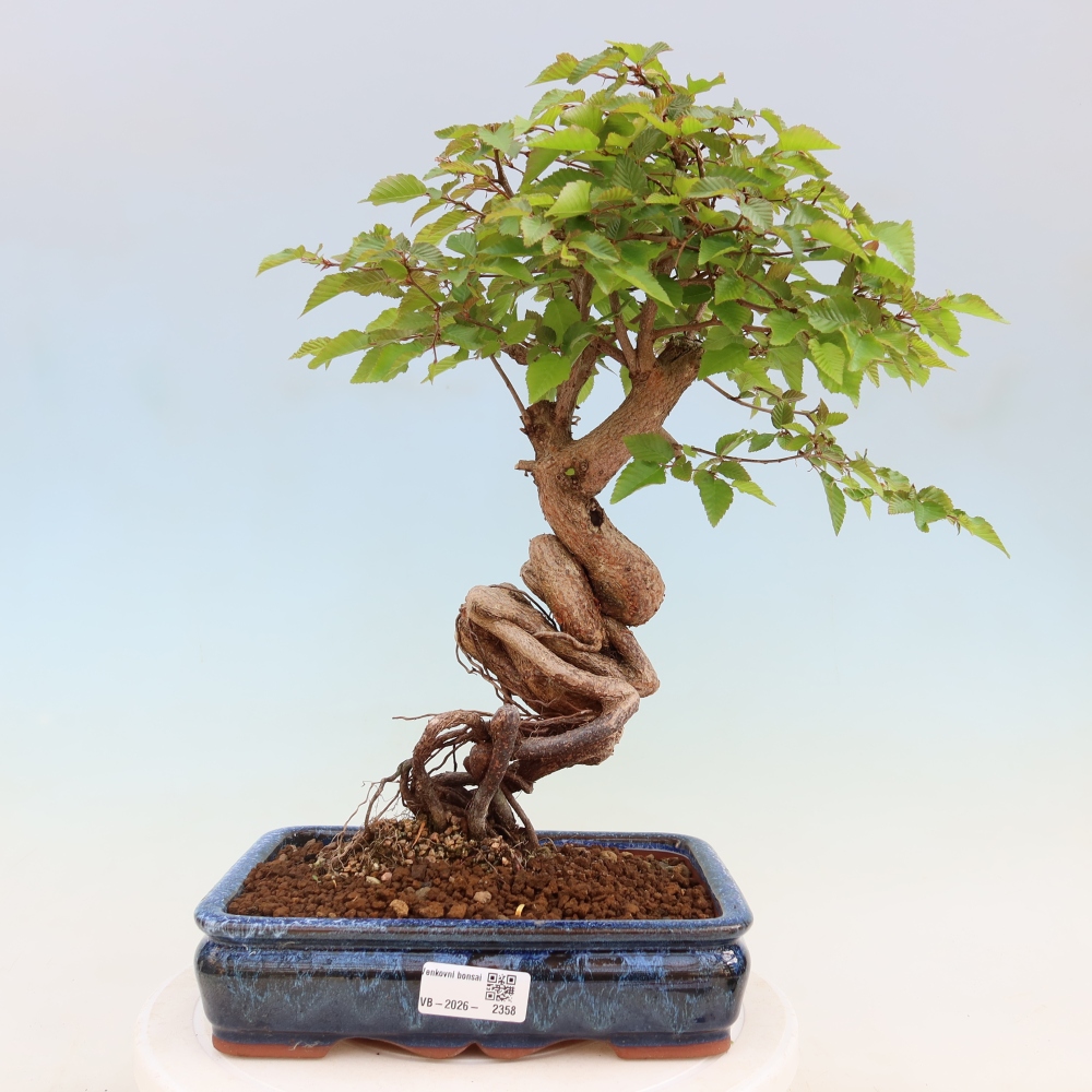 Kültéri bonsai -Carpinus Coreana - Koreai gyertyánfa