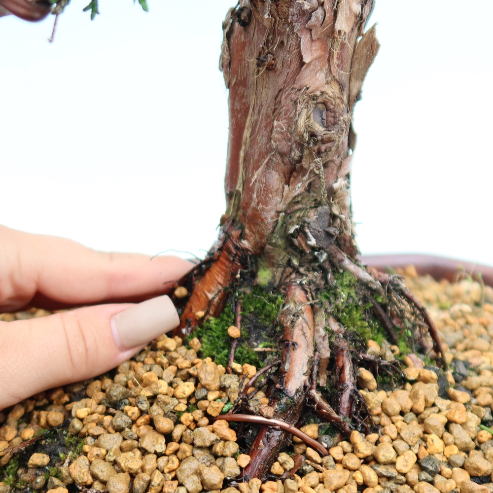 Kültéri bonsai - Juniperus chinensis Kishu