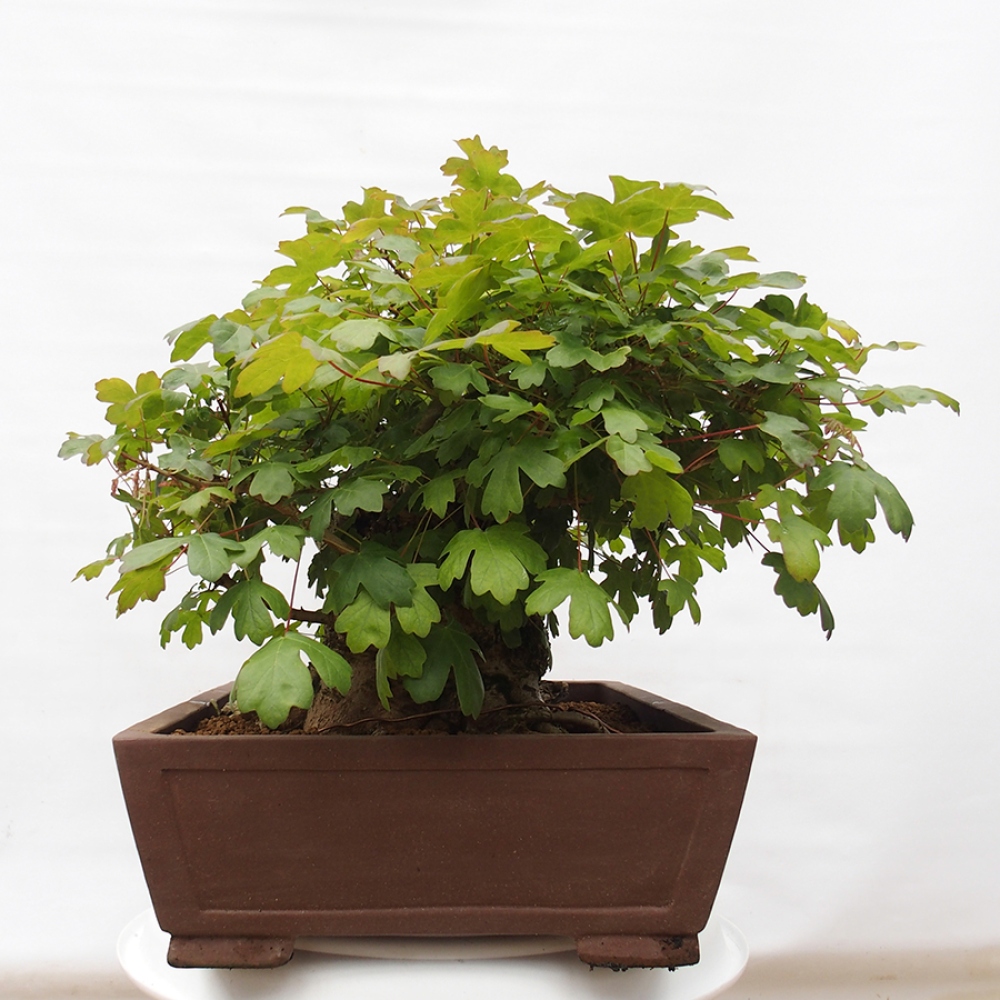 Kültéri bonsai -Javor babyka - Acer campestre