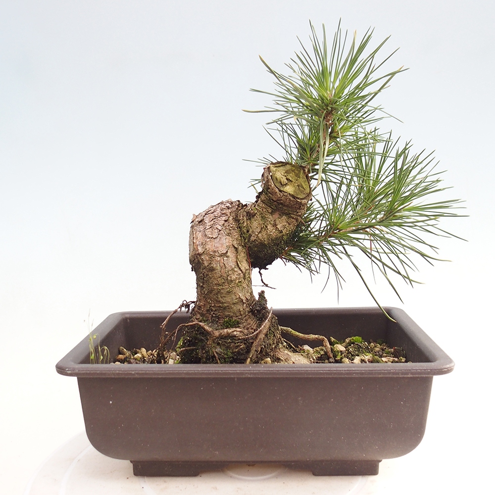 Kültéri bonsai - Pinus thunbergii - Thunberg fenyő