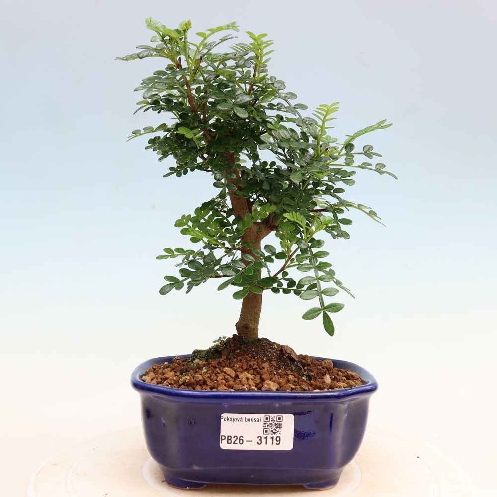 Szobai bonsai - Zantoxylum piperitum - borsfa