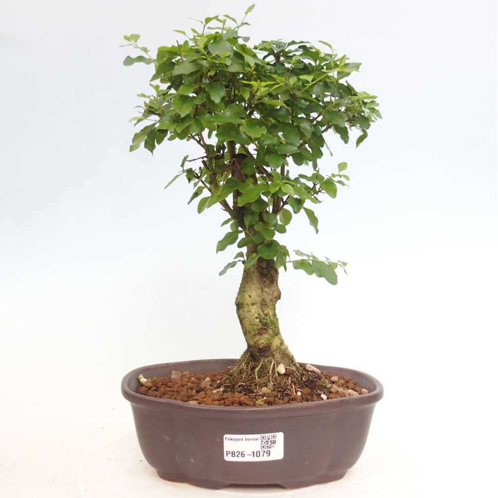 Szobai bonsai -Ligustrum chinensis - Madárcsőr