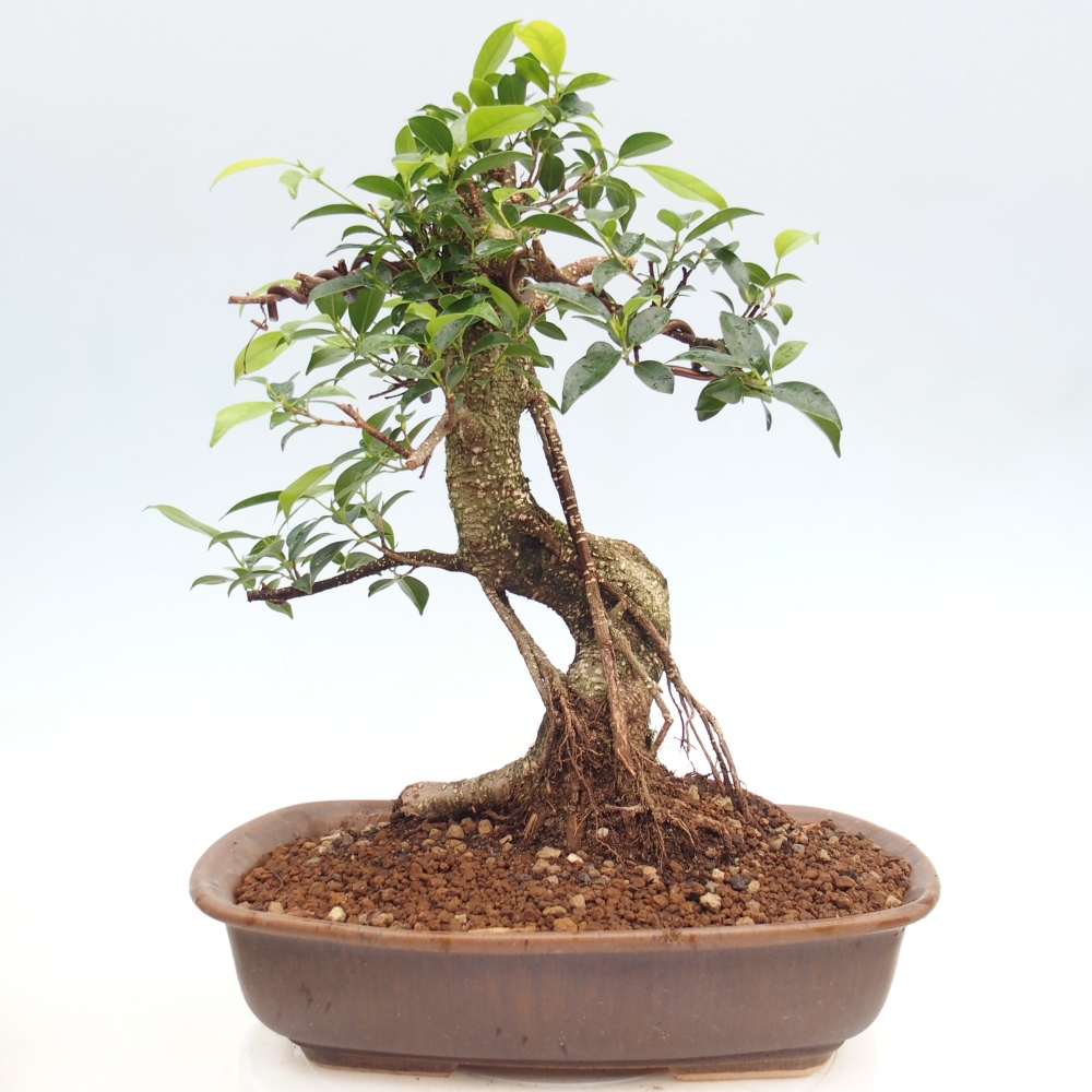 Szobai bonsai - Ficus kimmen - kislevelű fikusz