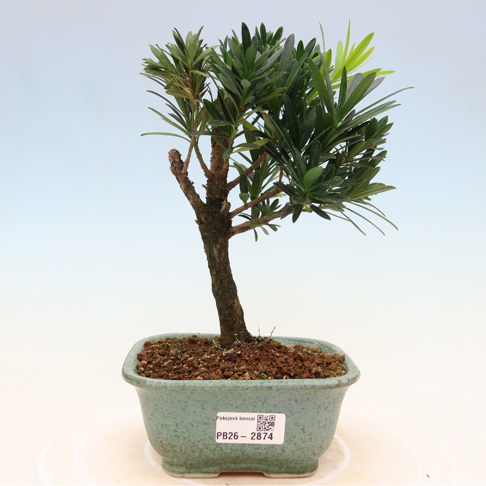 Szobai bonsai - Podocarpus - Kőtiszafa