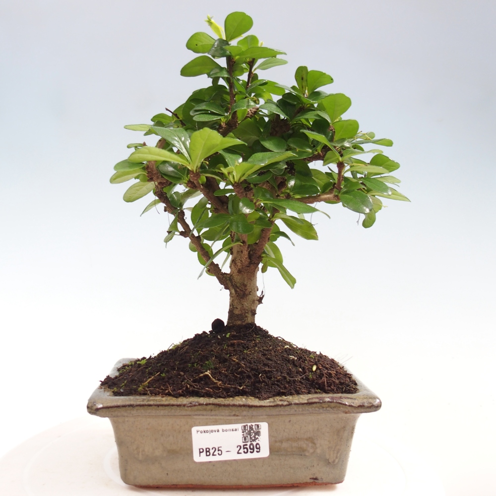 Szobai bonsai - Carmona macrophylla - Tea fuki