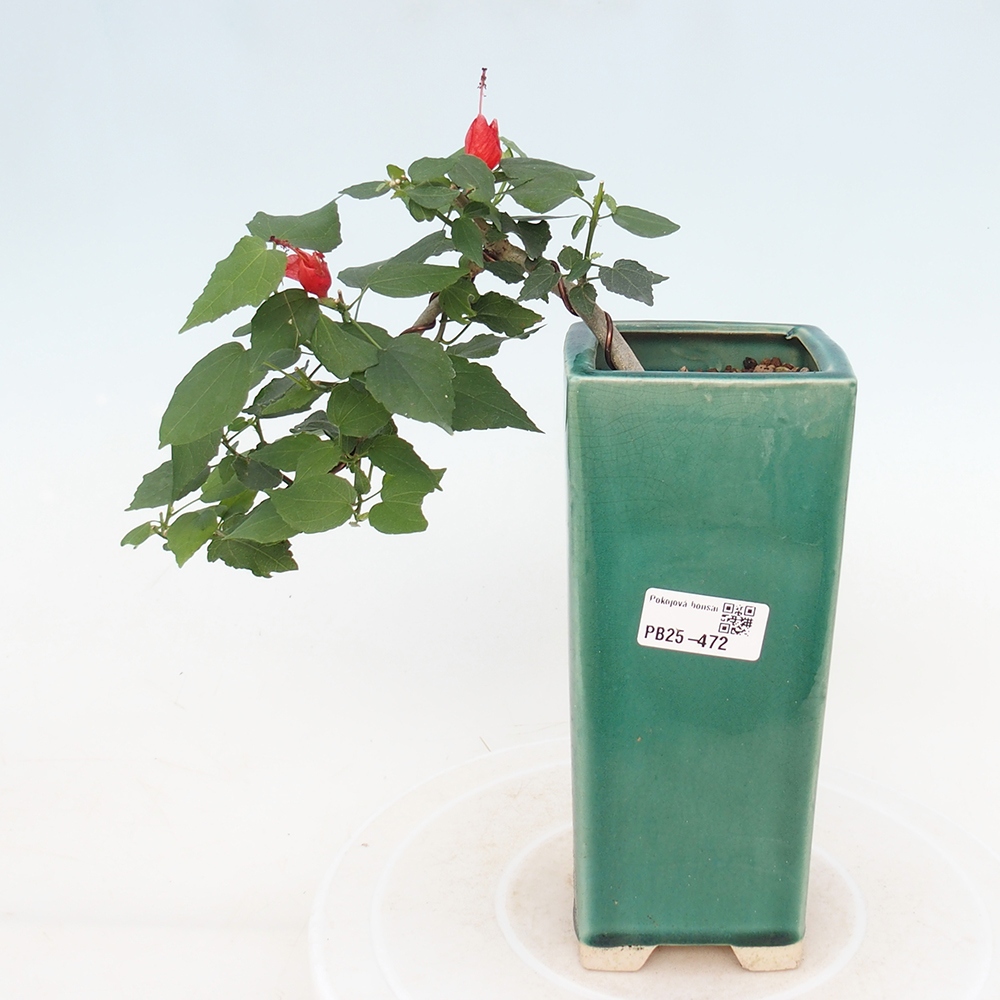 Beltéri bonsai - Malvaviscus arboreus