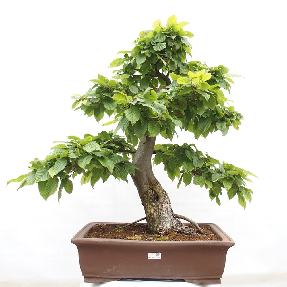 Kültéri bonsai - gyertyán - Carpinus betulus