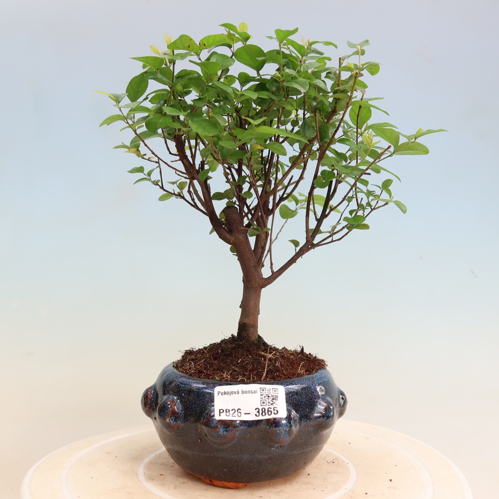 Szobai bonsai - Sageretia thea - Sageretia thea