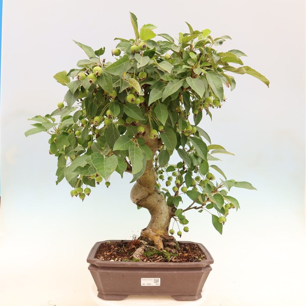 Kültéri bonsai -Malus halliana - Kis gyümölcsű almafa