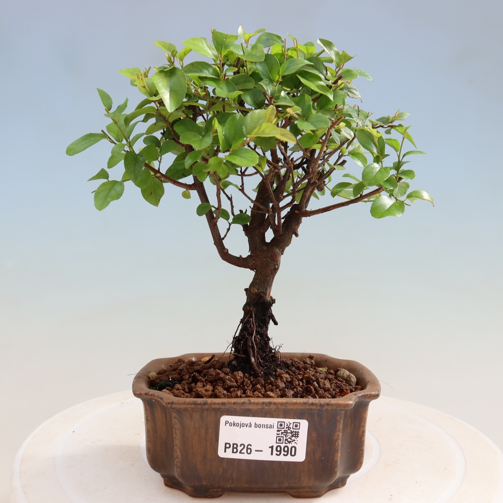 Szobai bonsai - Sageretia thea - Sageretia thea