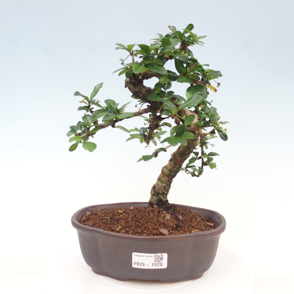 Szobai bonsai - Carmona macrophylla - Tea fuki
