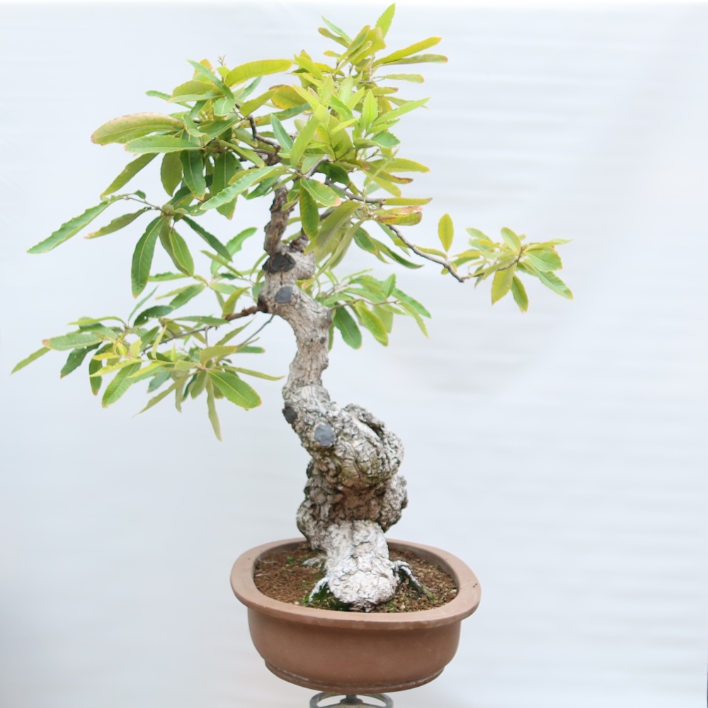 Kültéri bonsai – Quercus castaneifolia – Gesztenyelevelű tölgy