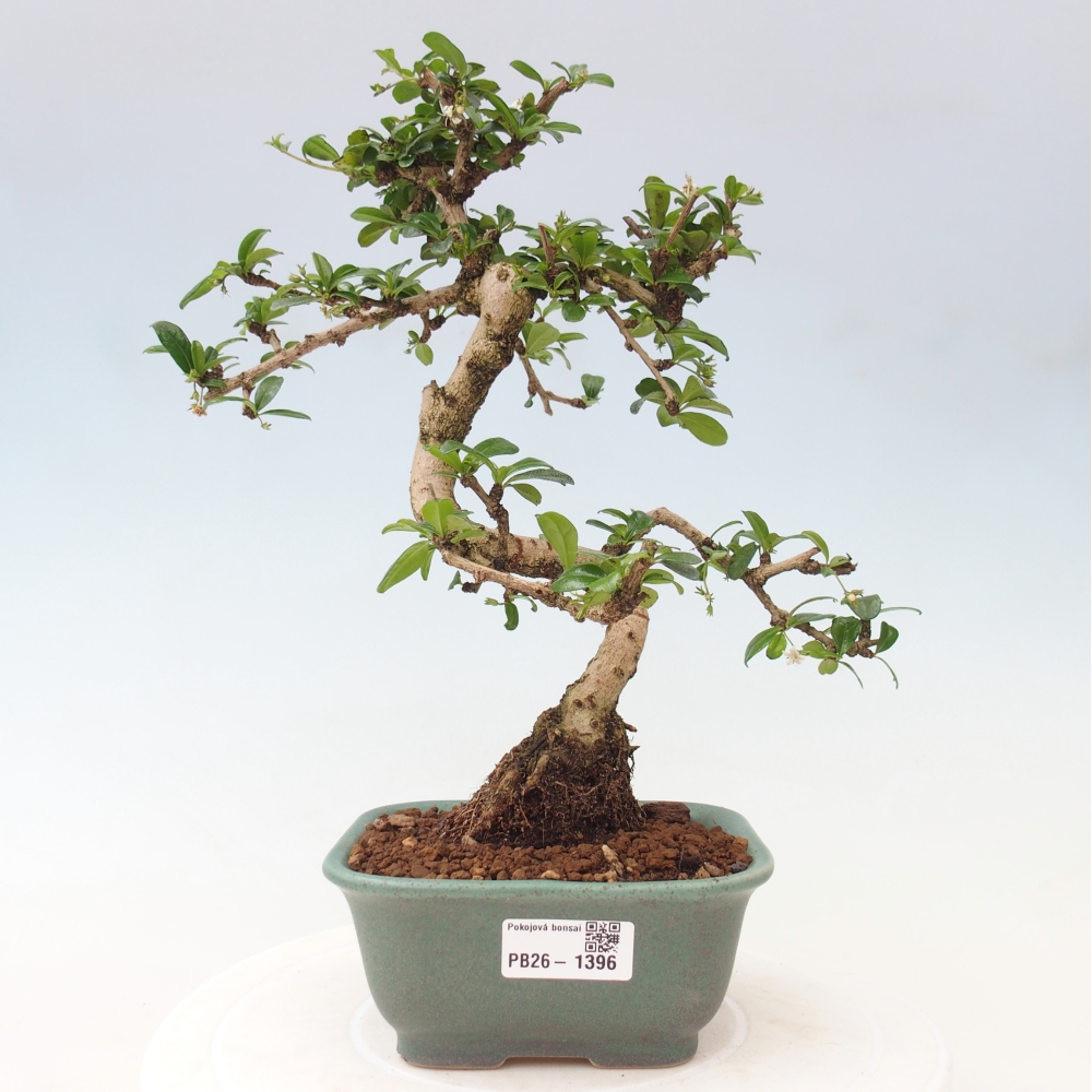 Szobai bonsai - Carmona macrophylla - Tea fuki
