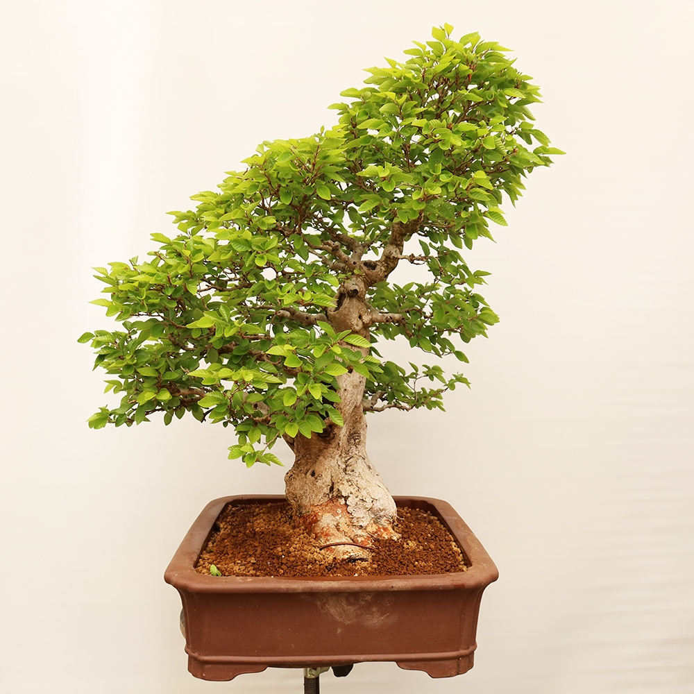 Kültéri bonsai -Carpinus Coreana - Koreai gyertyánfa